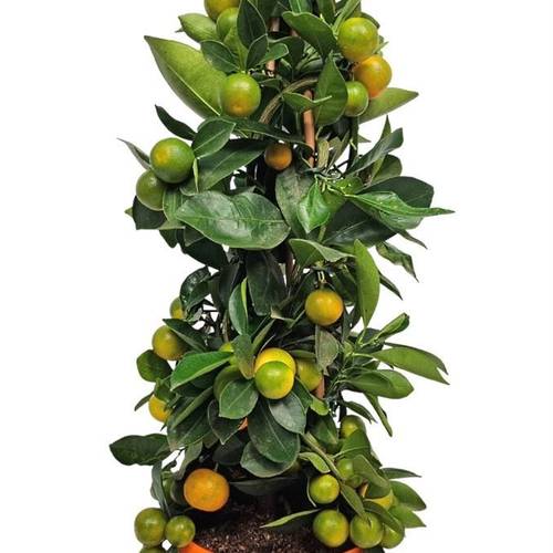 Zitrus Calamondin Pyramide T19 H070