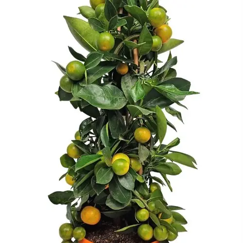 Zitrus Calamondin Pyramide T19 H070