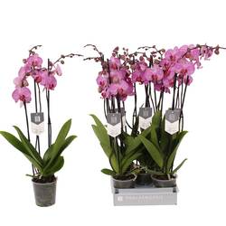 Phal.2-R rosa Prague T12 H060