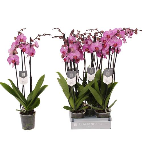 Phal.2-R rosa Prague T12 H060