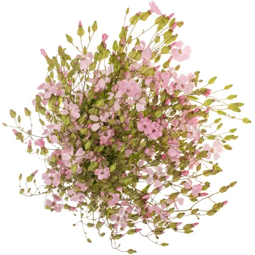 Saponaria rosa hell 80cm