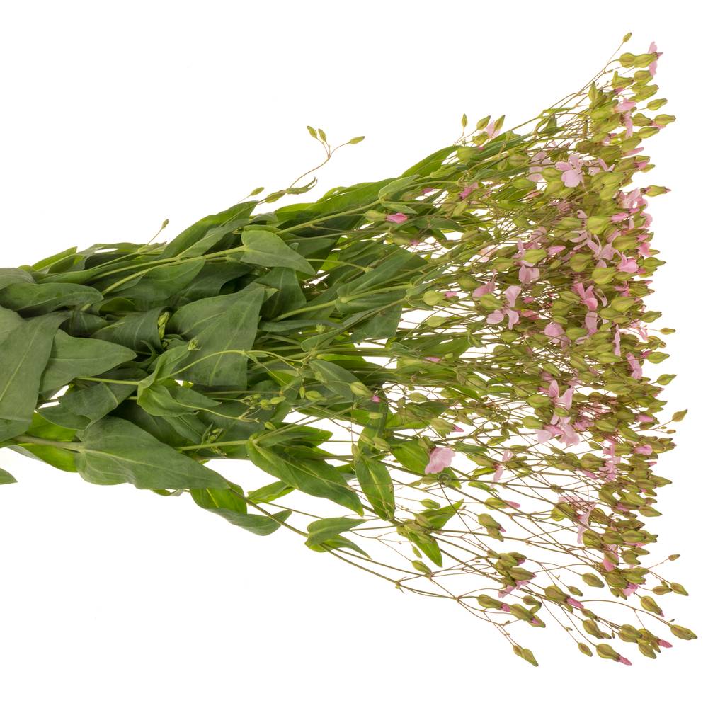 Saponaria rosa hell 80cm