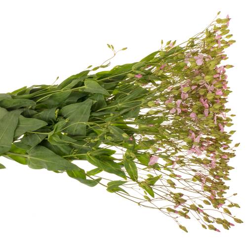Saponaria rosa hell 80cm