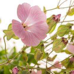 Saponaria rosa hell 80cm