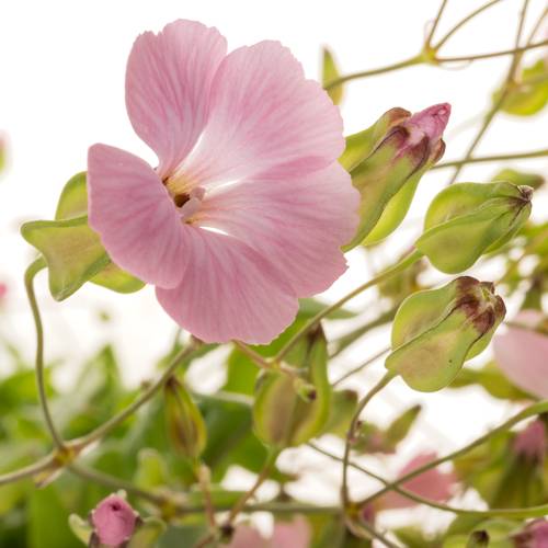Saponaria rosa hell 80cm