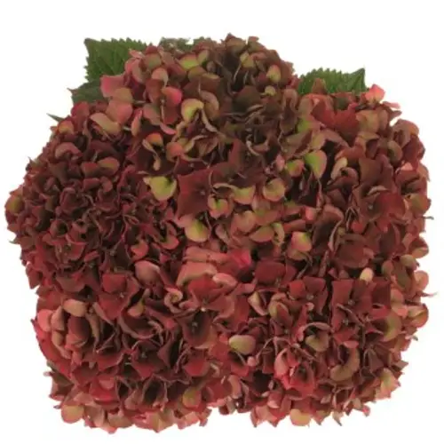 Hortensie dunkel rot Pink Ruby classic Bol 17cm 50cm
