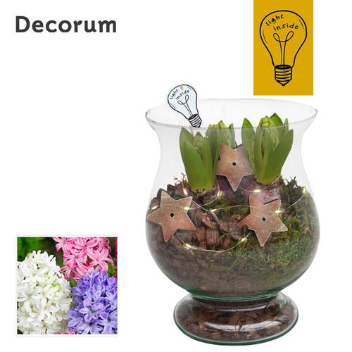 Hyac.Arr HL44102 T16 H020