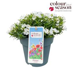 Phlox weiss Subulata T15 H025