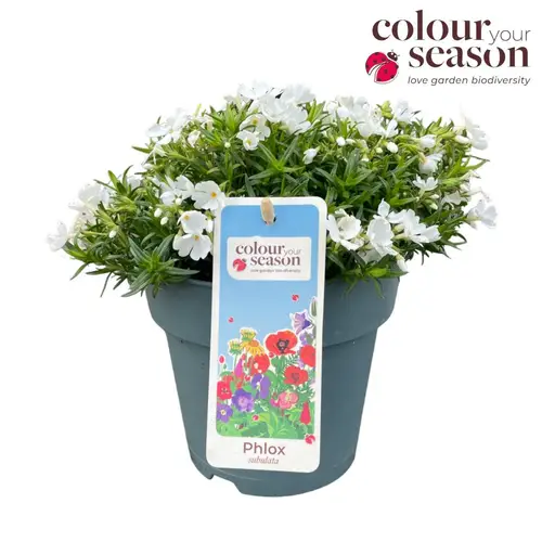 Phlox weiss Subulata T15 H025