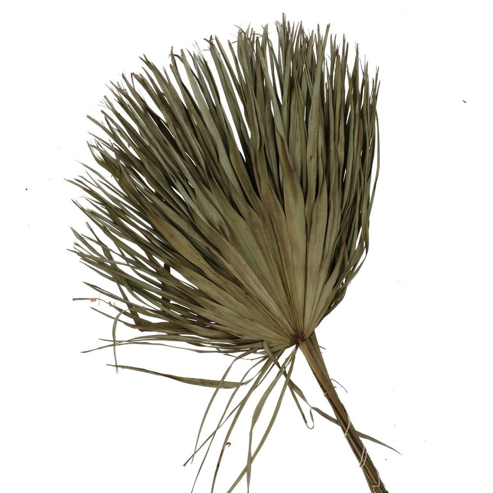 Trocken Chamaerops natur L70cm x8