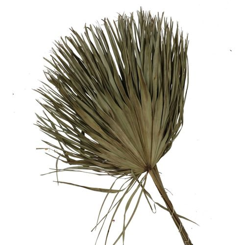 Trocken Chamaerops natur L70cm x8