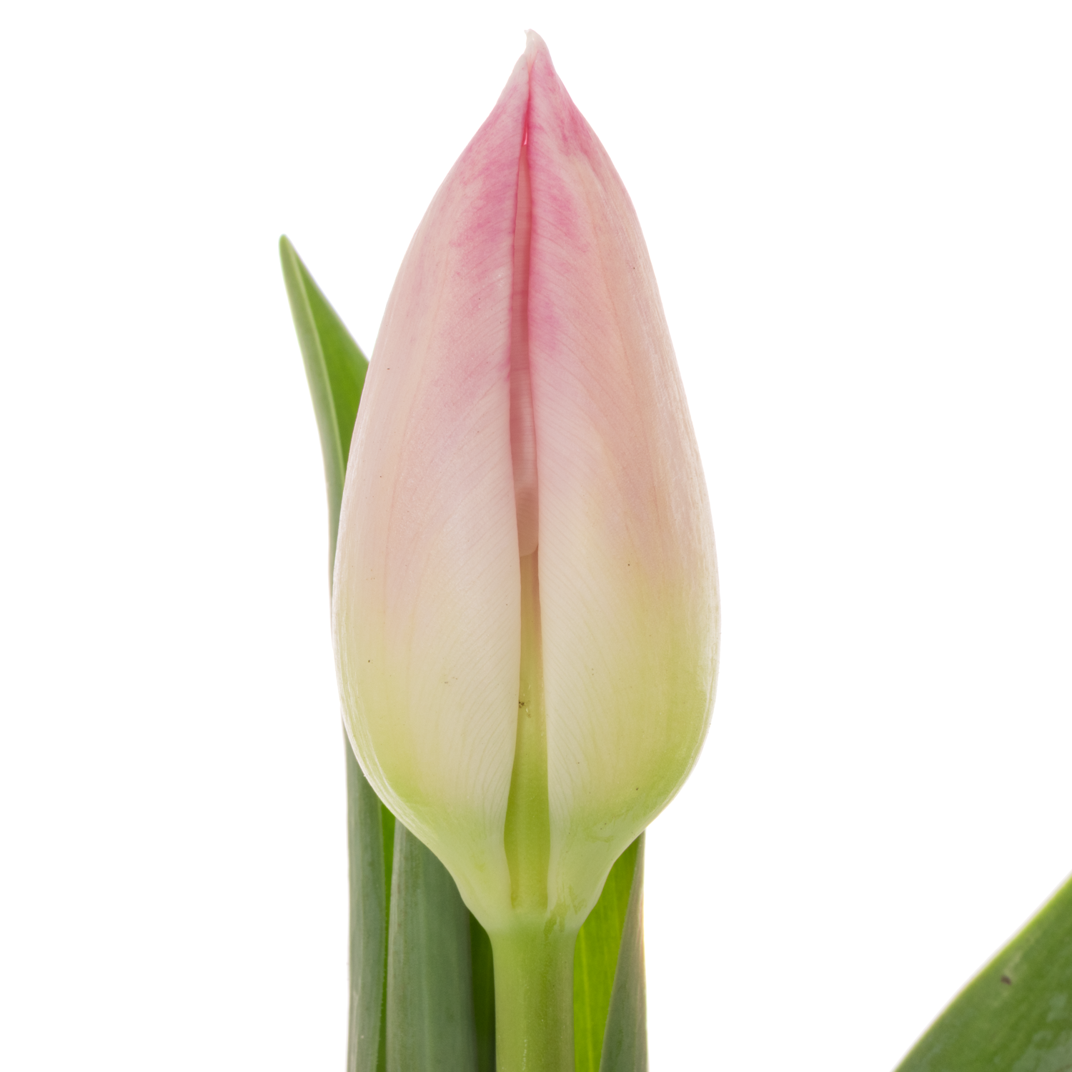Tulpe rosa Bolroyal pink 26 Gramm