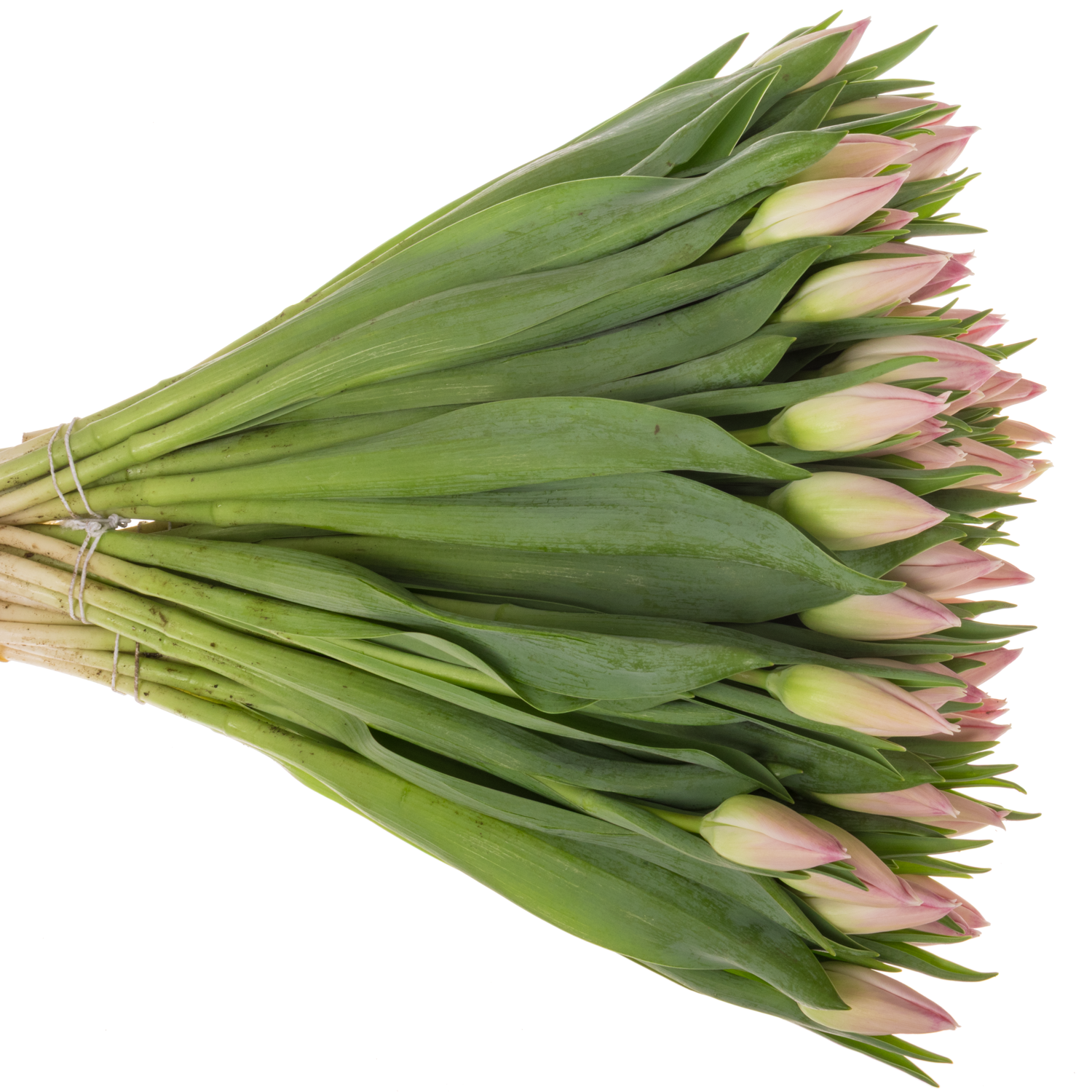 Tulpe rosa Bolroyal pink 26 Gramm