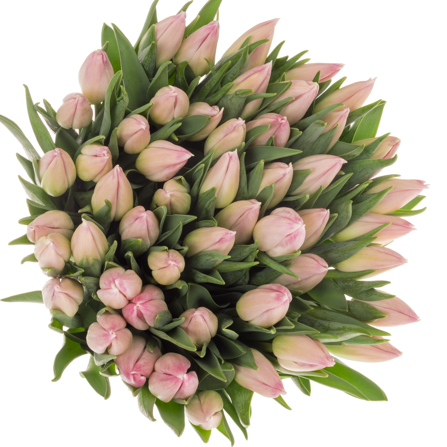 Tulpe rosa Bolroyal pink 26 Gramm