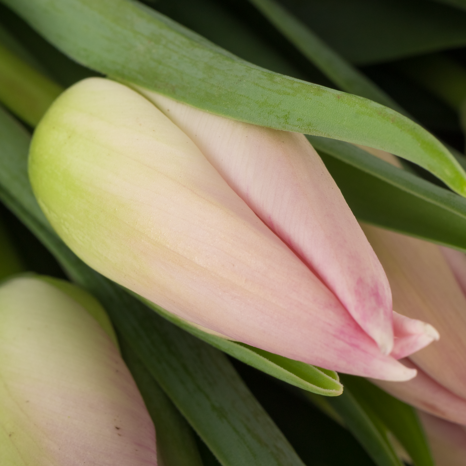 Tulpe rosa Bolroyal pink 26 Gramm