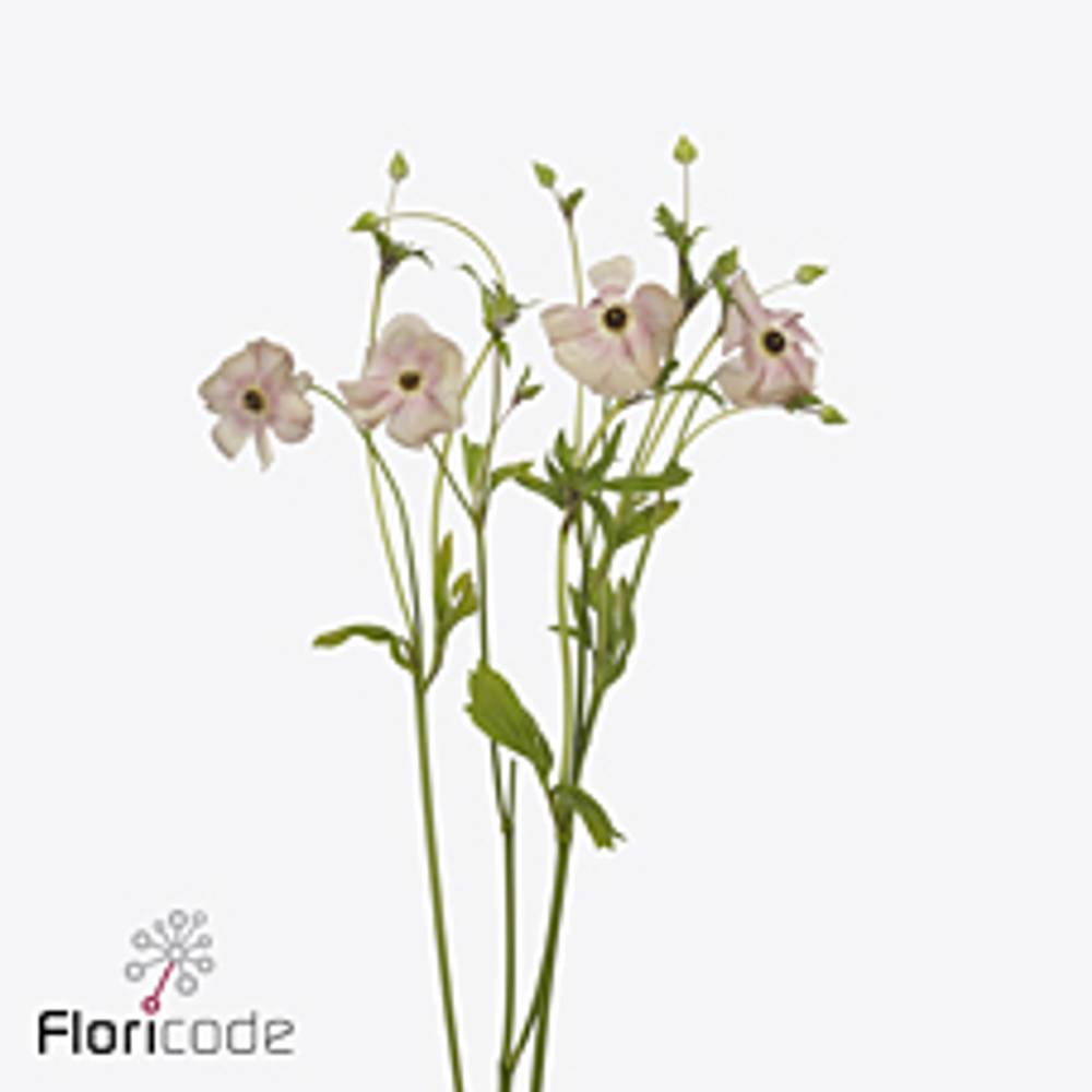 Ranunkel apricot Natura Moderna Carezza 60cm