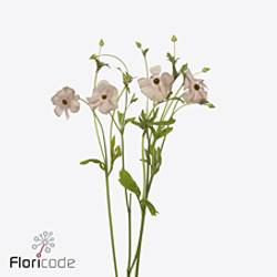 Ranunkel apricot Natura Moderna Carezza 60cm