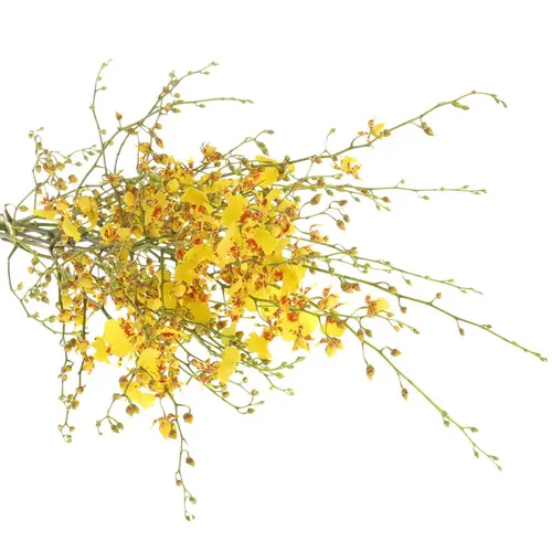 Oncidium gelb Natur 70cm