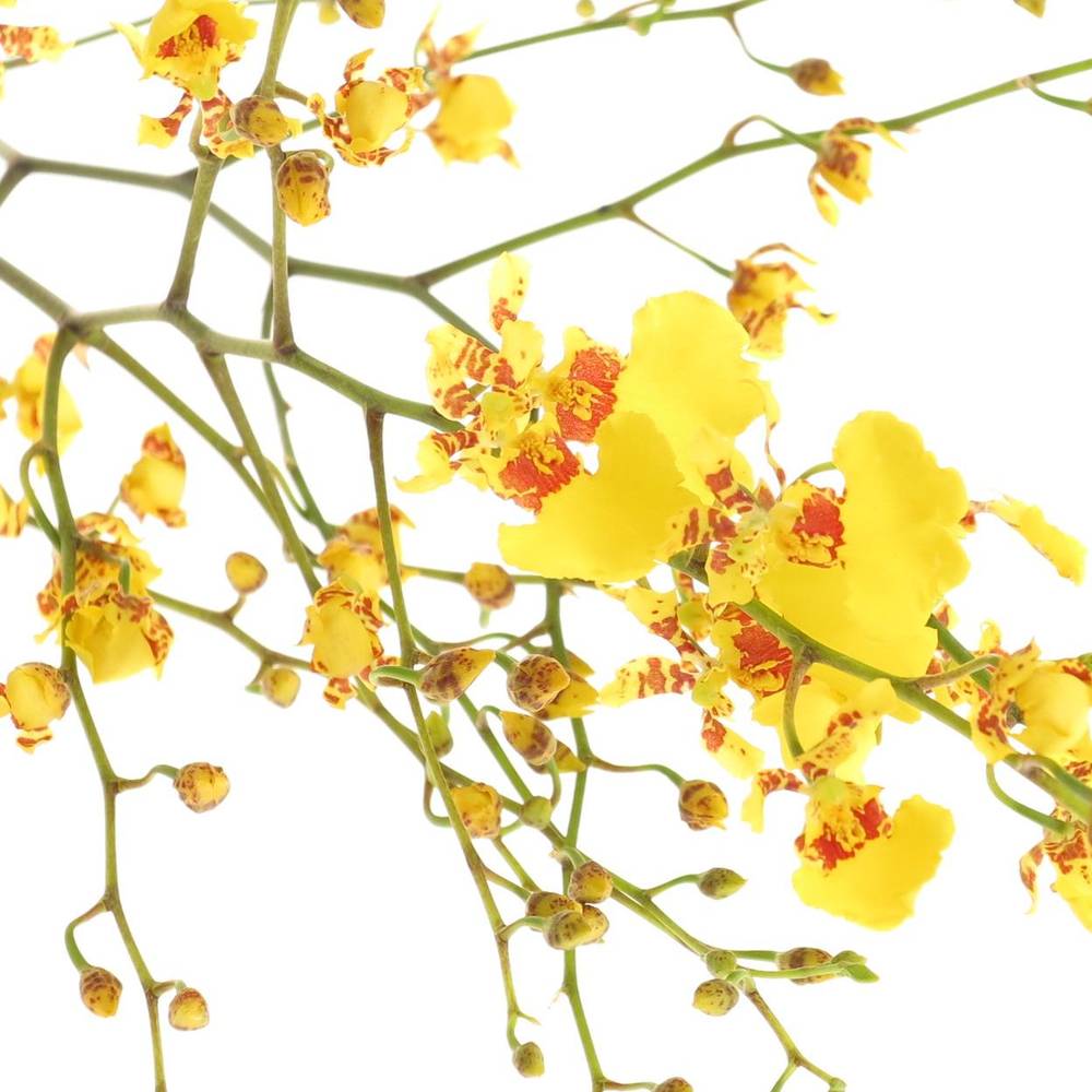 Oncidium gelb Natur 70cm