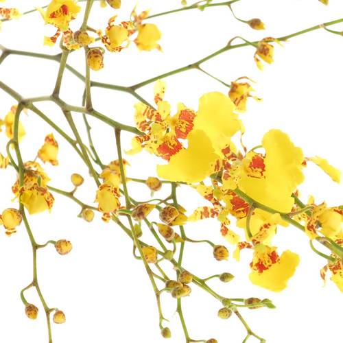 Oncidium gelb Natur 70cm