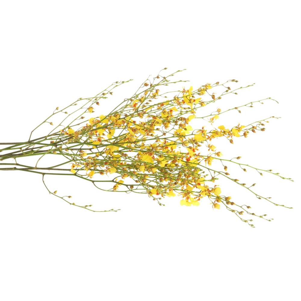 Oncidium gelb Natur 70cm