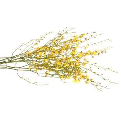 Oncidium gelb Natur 70cm