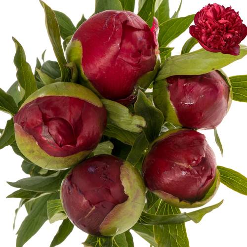 Pfingstrose rot gefüllt Velvet 55cm