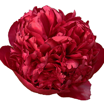 Pfingstrose rot gefüllt Velvet 55cm