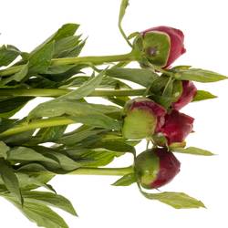 Pfingstrose rot gefüllt Velvet 55cm