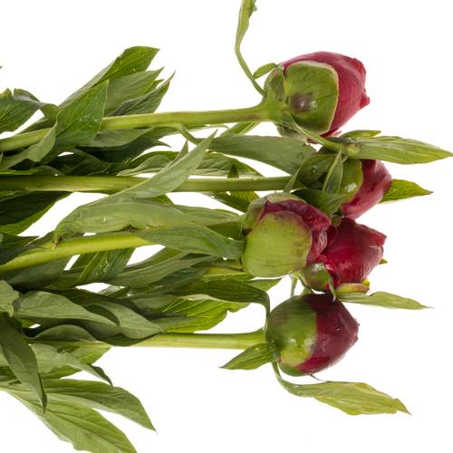 Pfingstrose rot gefüllt Velvet 55cm