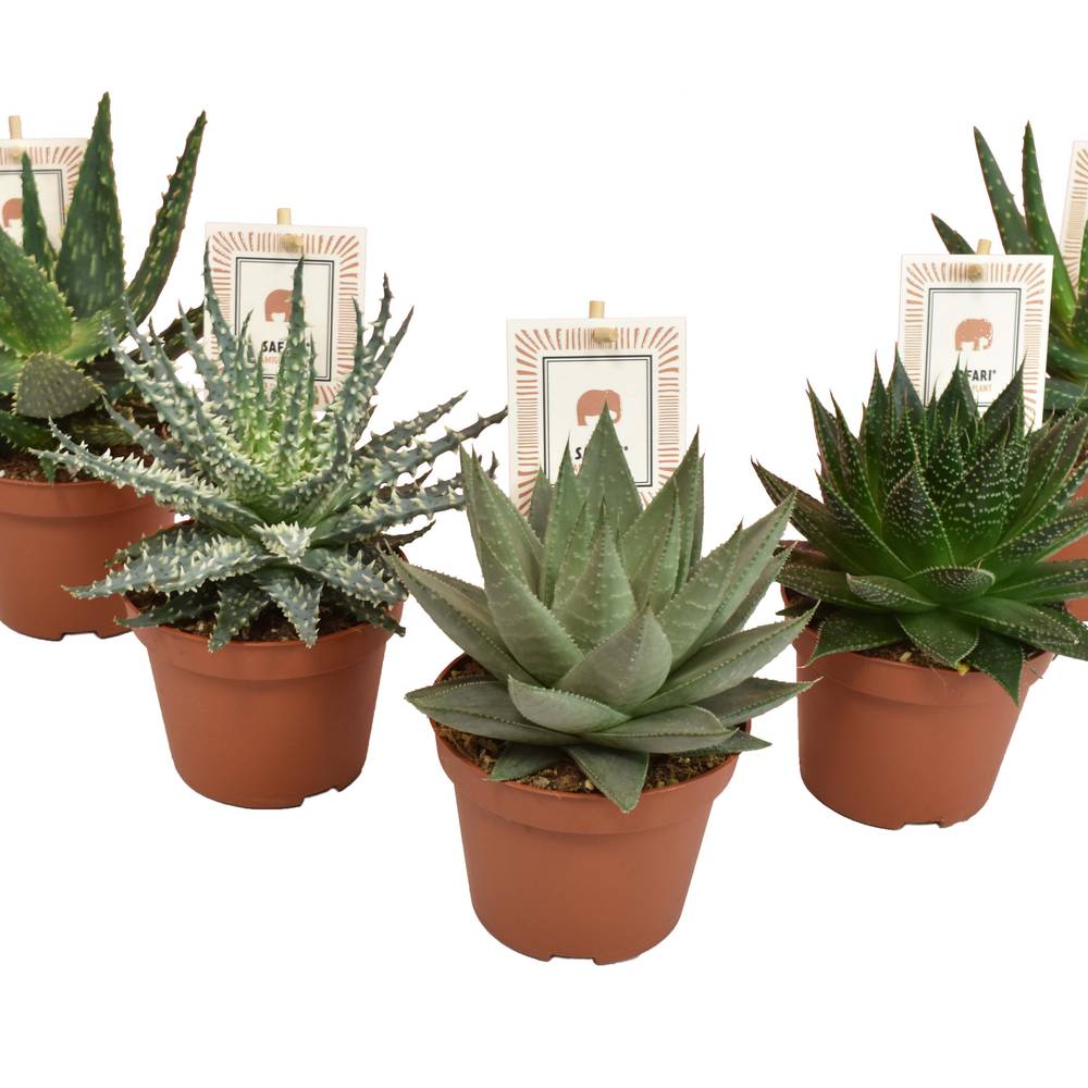 Aloë-Haworthia Safari mix T10,5 H14