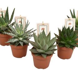 Aloë-Haworthia Safari mix T10,5 H14