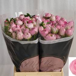 Ranunkel dunkel rosa Amandine Marshmallow 45cm x 30