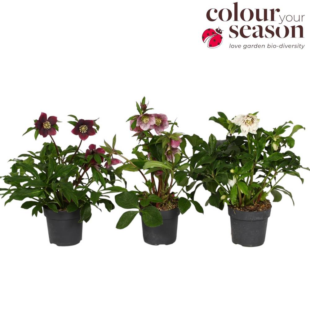 Helleborus Orientalis mix T15 H055
