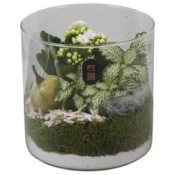 Kal.Arr PTHG8209 Herbst T15 H015