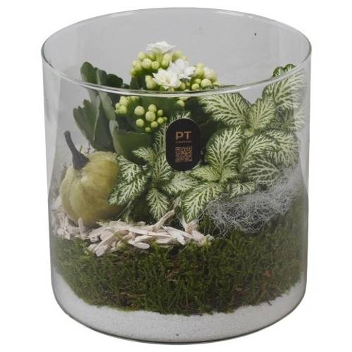 Kal.Arr PTHG8209 Herbst T15 H015