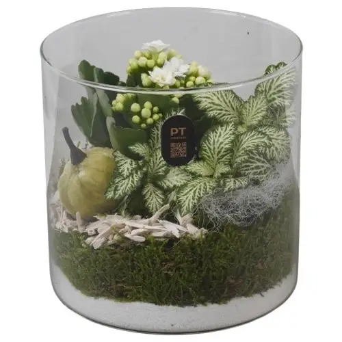 Kal.Arr PTHG8209 Herbst T15 H015