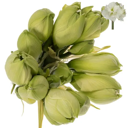 Amaryllis weiss gefüllt White Symphony 4