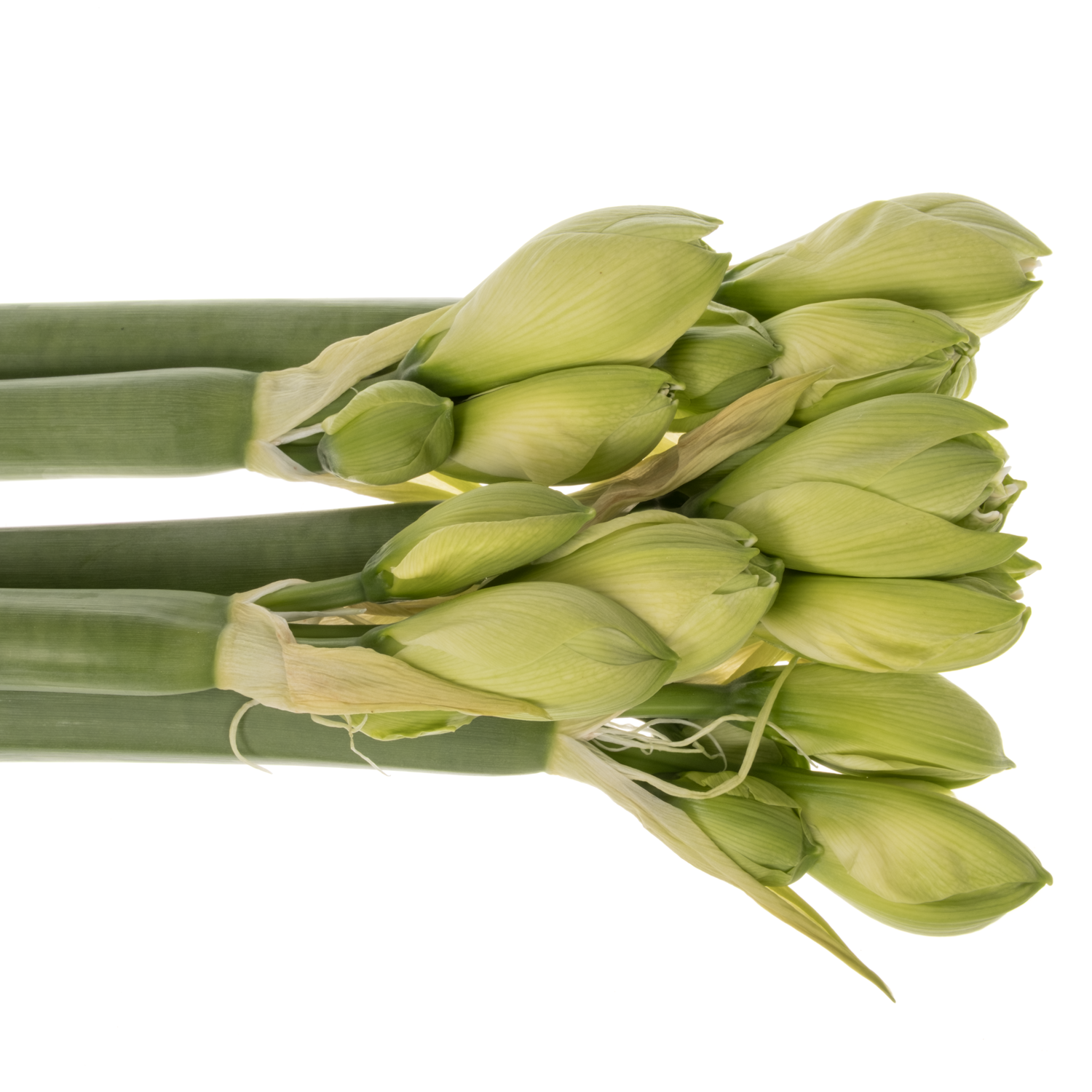 Amaryllis weiss gefüllt White Symphony 4