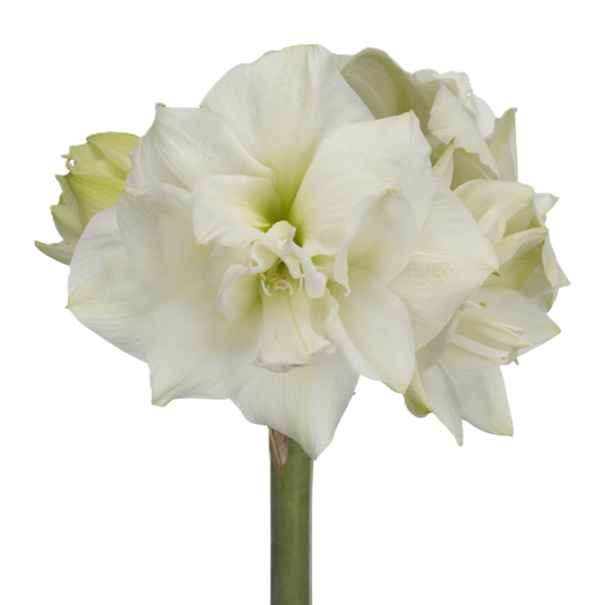 Amaryllis weiss gefüllt White Symphony 4