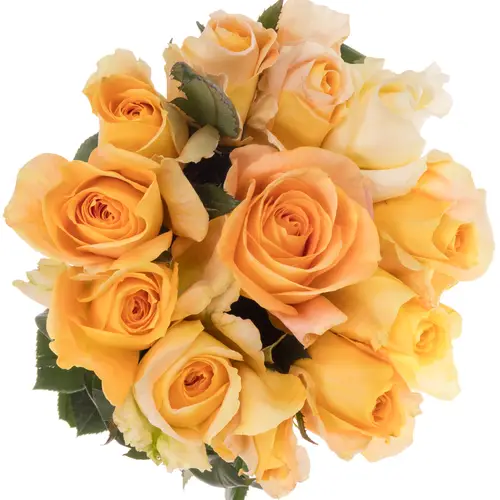 Rose apricot Apricot Swirl 50cm duftend