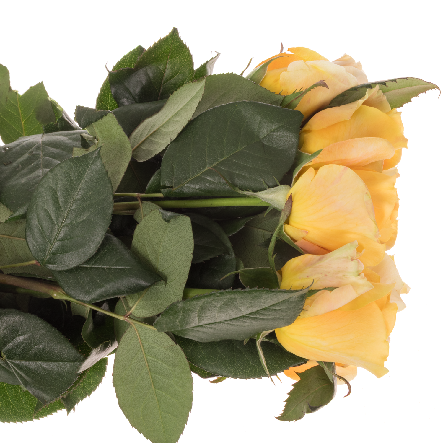 Rose apricot Apricot Swirl 50cm duftend