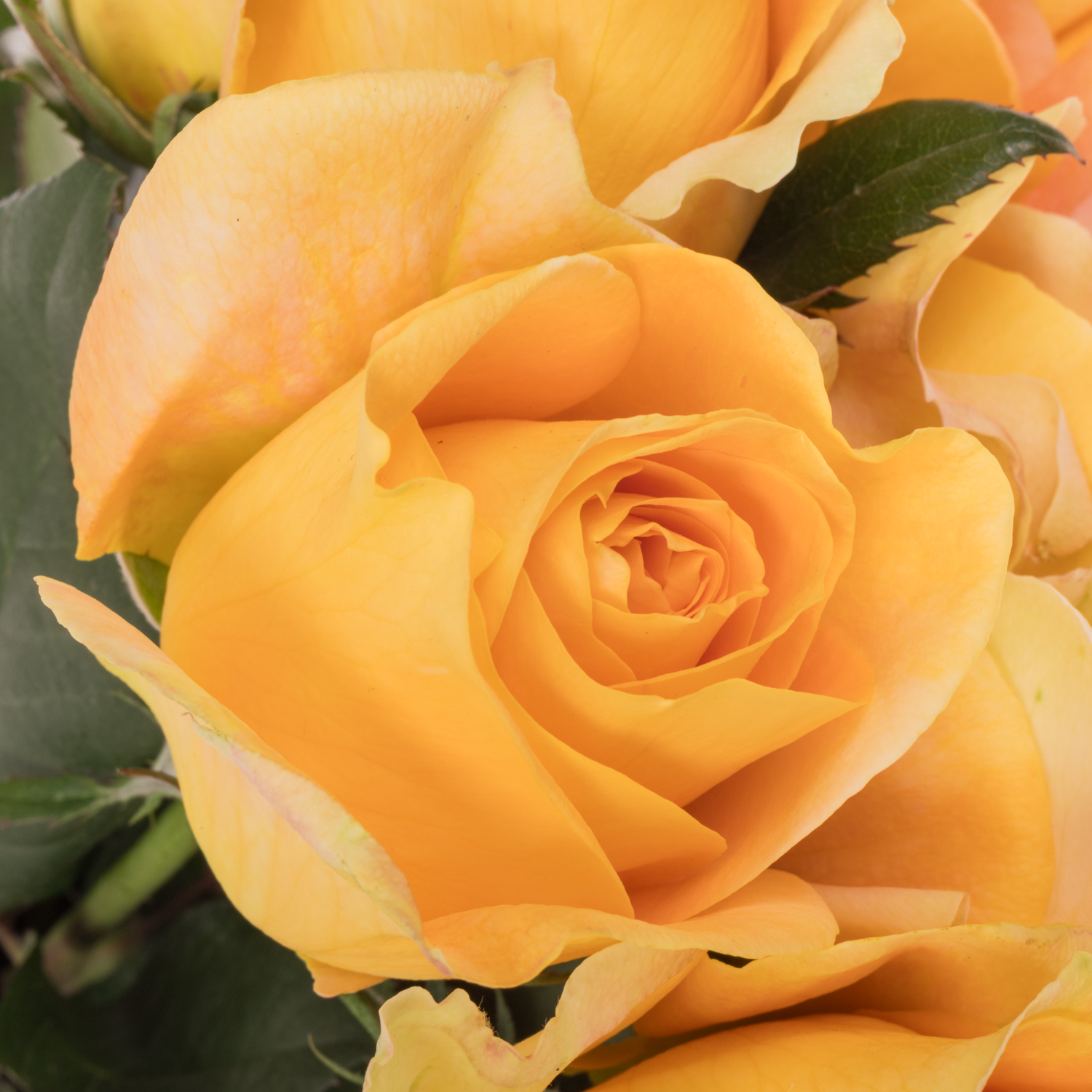 Rose apricot Apricot Swirl 50cm duftend