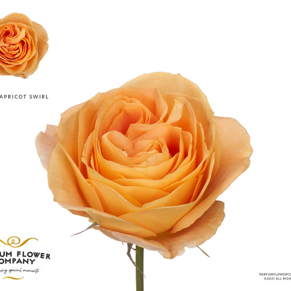 Rose apricot Apricot Swirl 50cm duftend