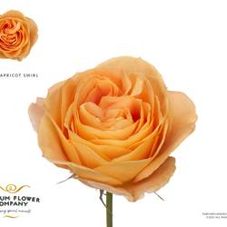 Rose apricot Apricot Swirl 50cm duftend