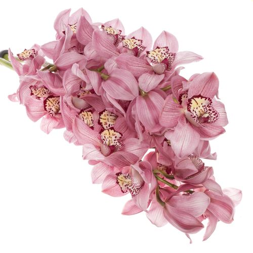 Cymbidium rosa Sky Scraper 80cm 13+Blüte