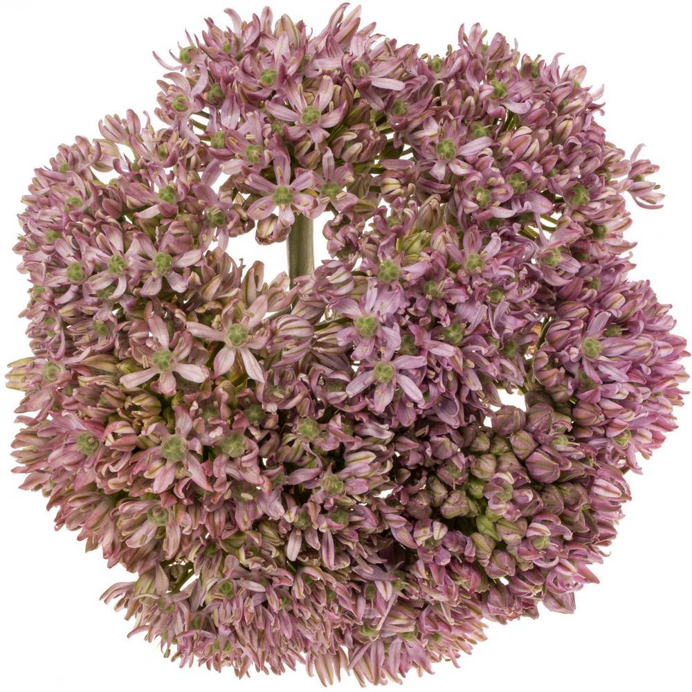 Allium rosa Pink Jewel 70cm