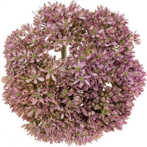Allium rosa Pink Jewel 70cm