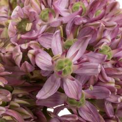Allium rosa Pink Jewel 70cm