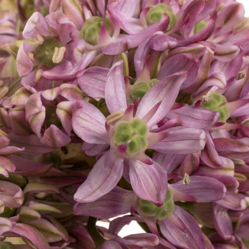 Allium rosa Pink Jewel 70cm